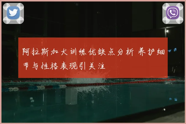 阿拉斯加犬训练优缺点分析 养护细节与性格表现引关注